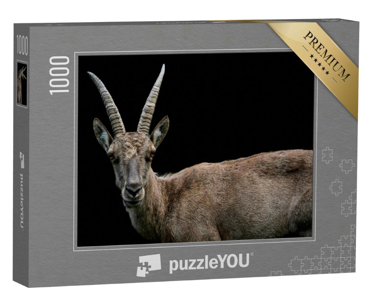 Puzzle 1000 Teile „Nahaufnahme eines weiblichen Alpensteinbocks, Capra ibex“
