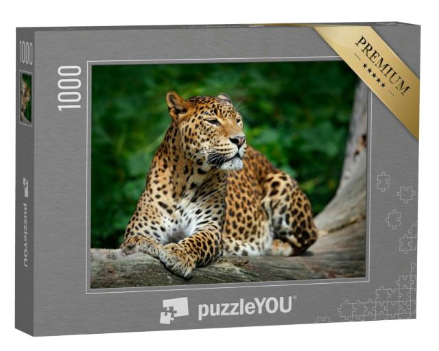 Puzzle 1000 Teile „Leopard im Yala-Nationalpark, Sri Lanka“
