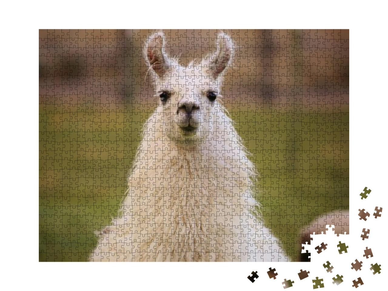 Puzzle 1000 Teile „Grinsendes Llama“