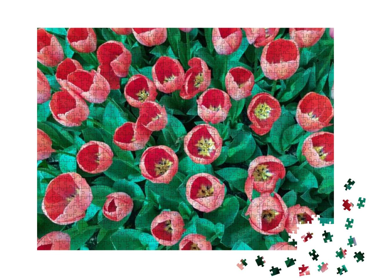Puzzle 1000 Teile „Pfirsichfarbene Tulpen mit grünen Blättern, Tulpenfeld“