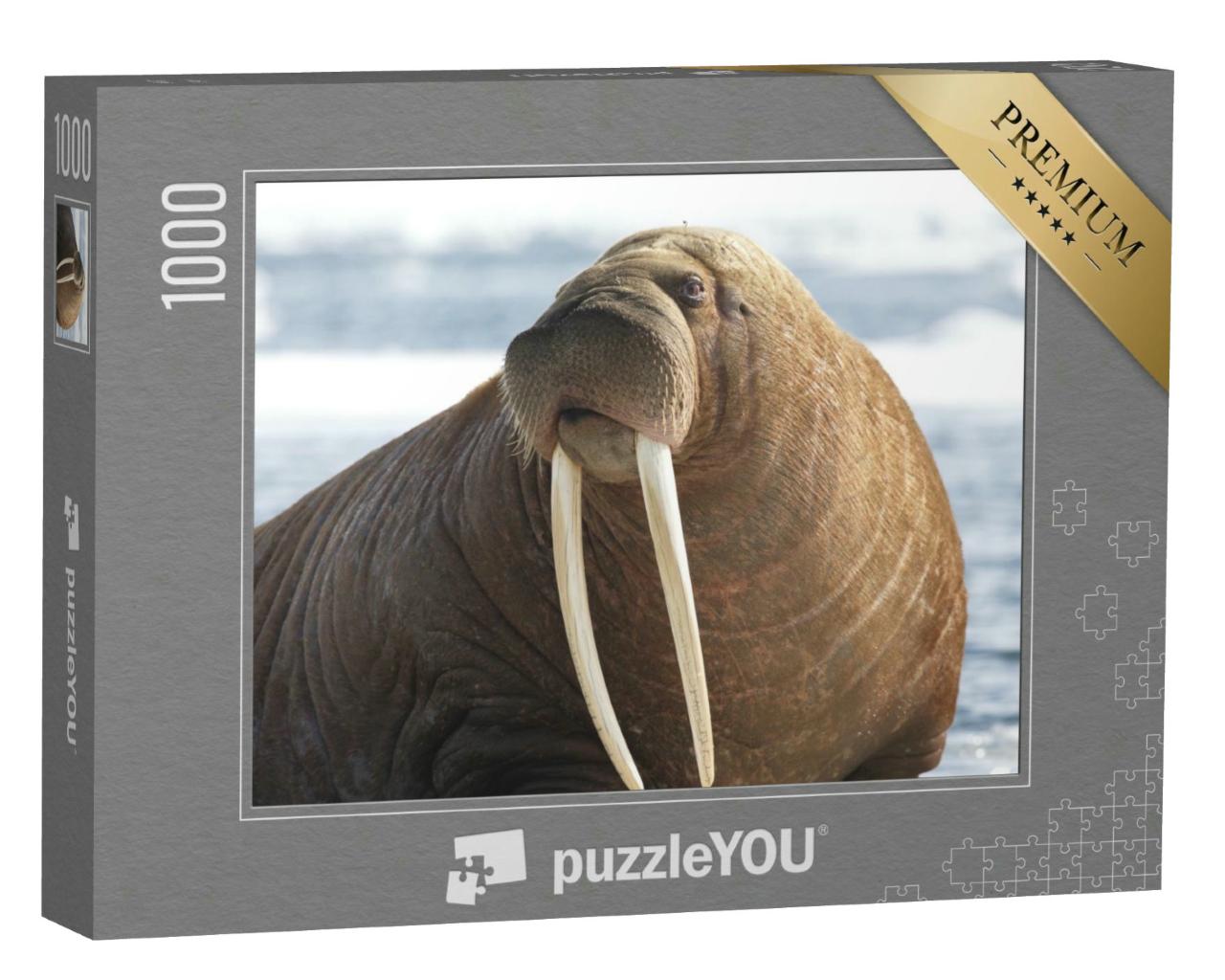 Puzzle 1000 Teile „Nahaufnahme von einem pazifischen Walross, Blick nach links“