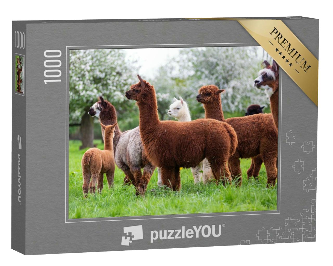 Puzzle 1000 Teile „Alpaka-Herde auf einer Frühlingswiese, südamerikanische Säugetiere“