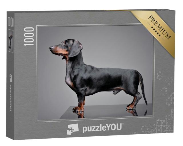Puzzle 1000 Teile „Liebenswerter Dackel vor einem grauen Hintergrund“
