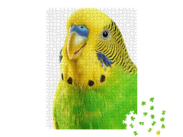 Puzzle 1000 Teile „Nahaufnahme: gelbgrüner Wellensittich isoliert auf weißem Hintergrund“