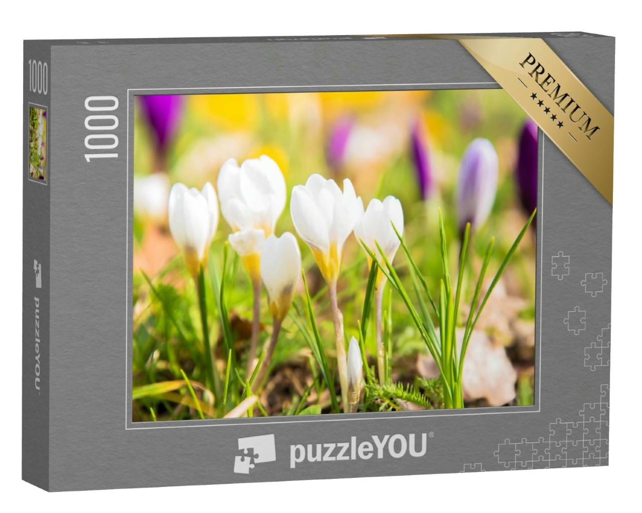 Puzzle 1000 Teile „Vorboten des Frühlings: Die ersten Krokusse“