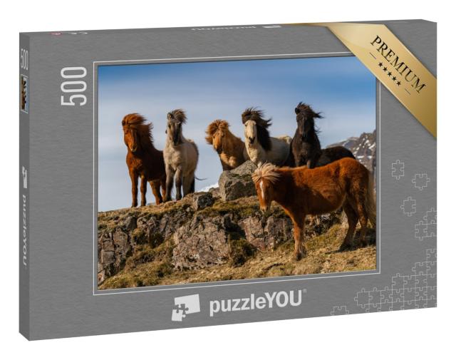 Puzzle 500 Teile „Eine Herde von Island-Pferden im rauhen Wind“