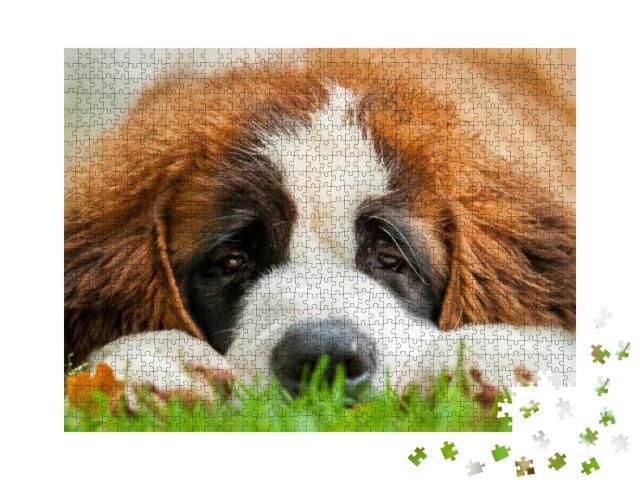 Puzzle 1000 Teile „Porträt eines Bernhardinerwelpen, der im Gras liegt“