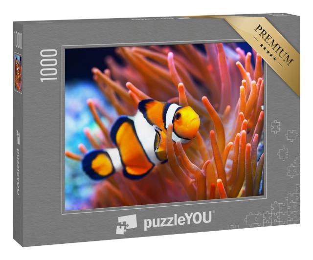 Puzzle 1000 Teile „Amphiprion ocellaris, Clownfisch, Meer“