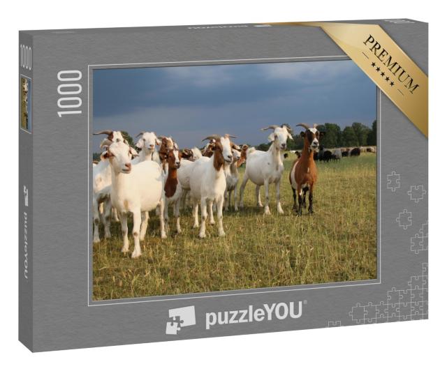 Puzzle 1000 Teile „Ziegenherde und Schafherde in der Lüneburger Heide unter Gewitterwolken“