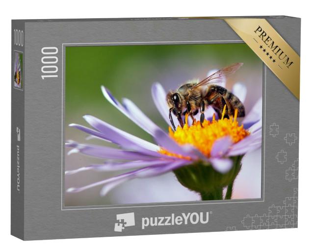 Puzzle 1000 Teile „Detailaufnahme: Honigbiene auf einer Blüte“