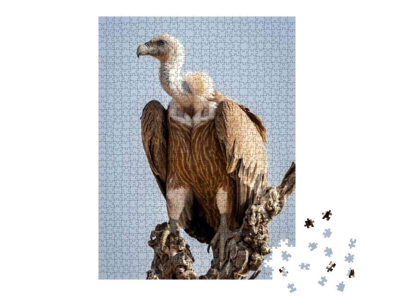 Puzzle 1000 Teile „Gänsegeier auf einem Baum im Nationalpark Jaisalmer Rajasthan, Indien“