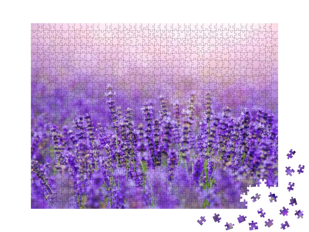 Puzzle 1000 Teile „Sonnenuntergang über einem violetten Lavendelfeld in der Provence“