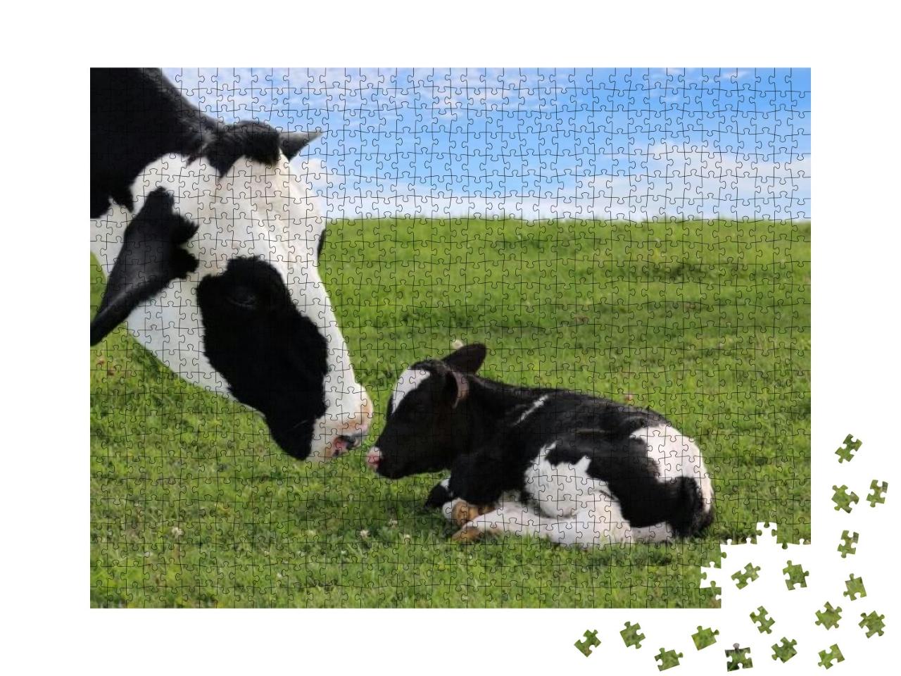 Puzzle 1000 Teile „Holstein-Mutterkuh mit ihrem neugeborenen Kalb“