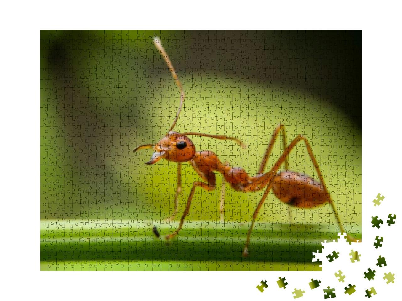 Puzzle 1000 Teile „Rote Ameisen suchen auf grünen Ästen, Suche nach Nahrung“