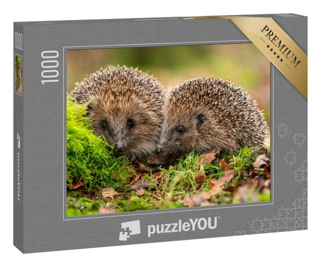 Puzzle 1000 Teile „Zwei Igel kuscheln im Moos und Laub“