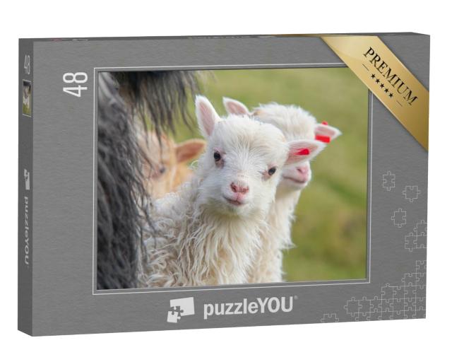 Puzzle 48 Teile „Junges Lamm schaut neurgierig in die Kamera, Porträt eines Schafes“