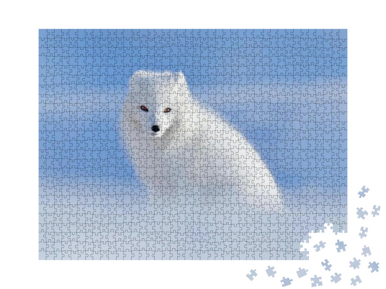 Puzzle 1000 Teile „Weißer Polarfuchs im seinem natürlichen Lebensraum, Svalbard, Norwegen“
