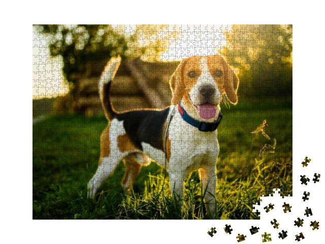 Puzzle 1000 Teile „Beagle: Zunge hängt raus, im Hintergrund Sonnenuntergang“