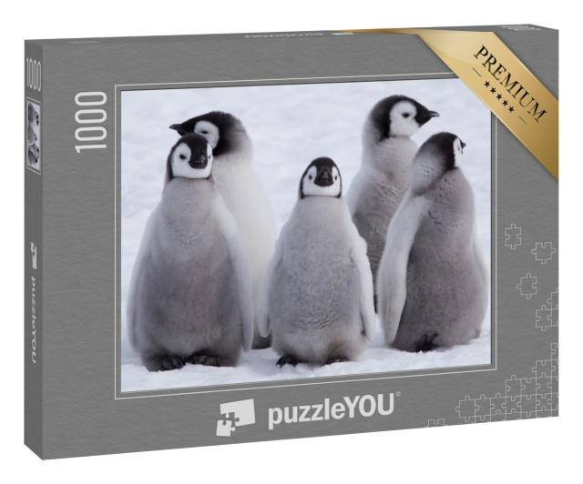 Puzzle 1000 Teile „Kaiserpinguinküken in der Antarktis“