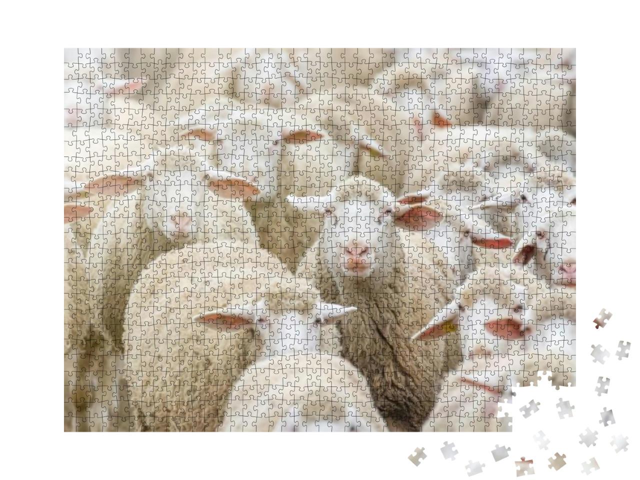Puzzle 1000 Teile „Aufnahme einer Schafherde, Schafzucht, ein Schaf schaut in die Kamera“