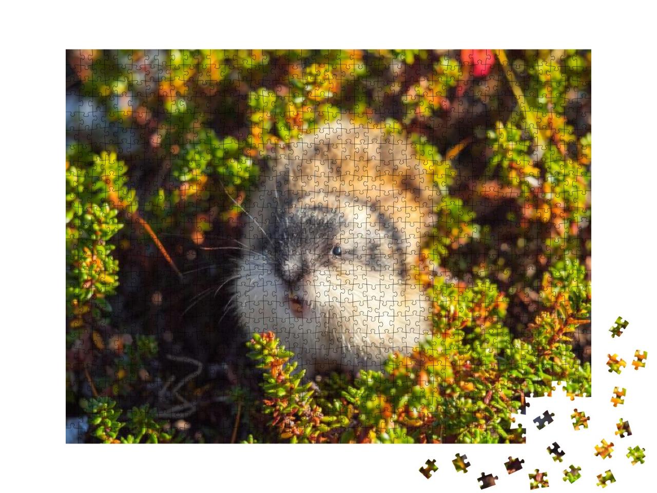 Puzzle 1000 Teile „Wütender wilder norwegischer Lemmin, Khibiny-Gebirge, Region Murmansk, Russland“
