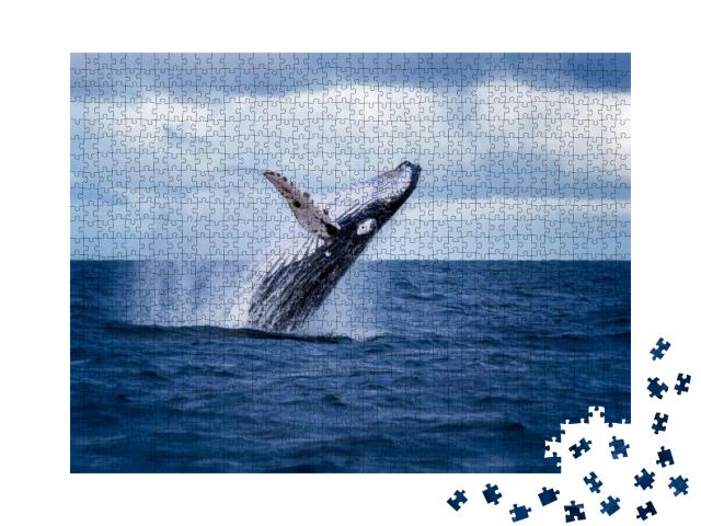 Puzzle 1000 Teile „Buckelwal springt aus dem Wasser und sprüht es umher, Australien“