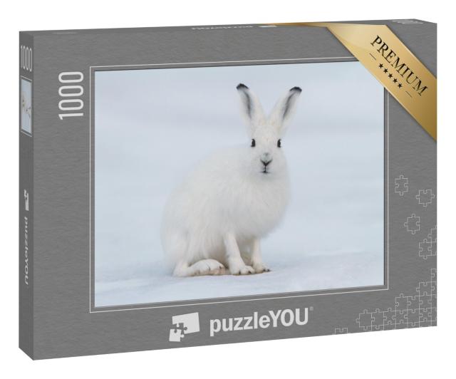 Puzzle 1000 Teile „Weißer Hase, Nahaufnahme aus der Tundra, Sibirien“