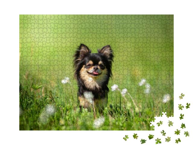 Puzzle 1000 Teile „Chihuahua-Hund auf einer sonnigen Lichtung“