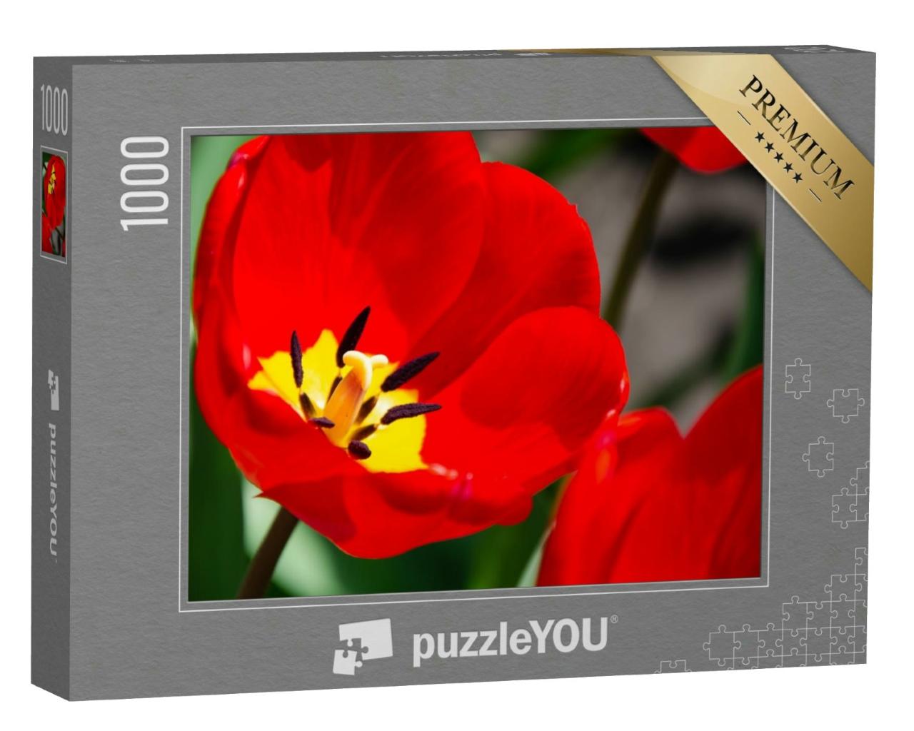 Puzzle 1000 Teile „Details der inneren Tulpenblüte mit Stempel und Staubgefäßen, Tulpe Nahaufnahme“