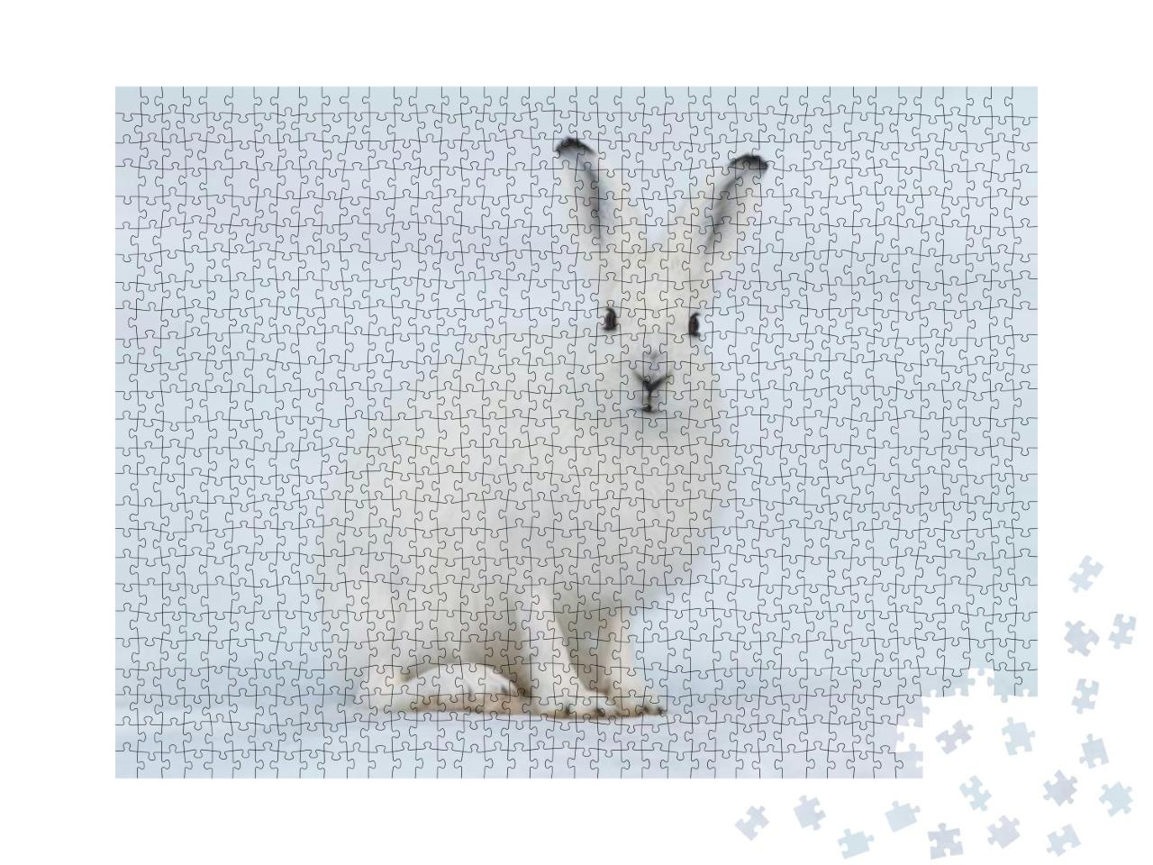 Puzzle 1000 Teile „Weißer Hase, Nahaufnahme aus der Tundra, Sibirien“
