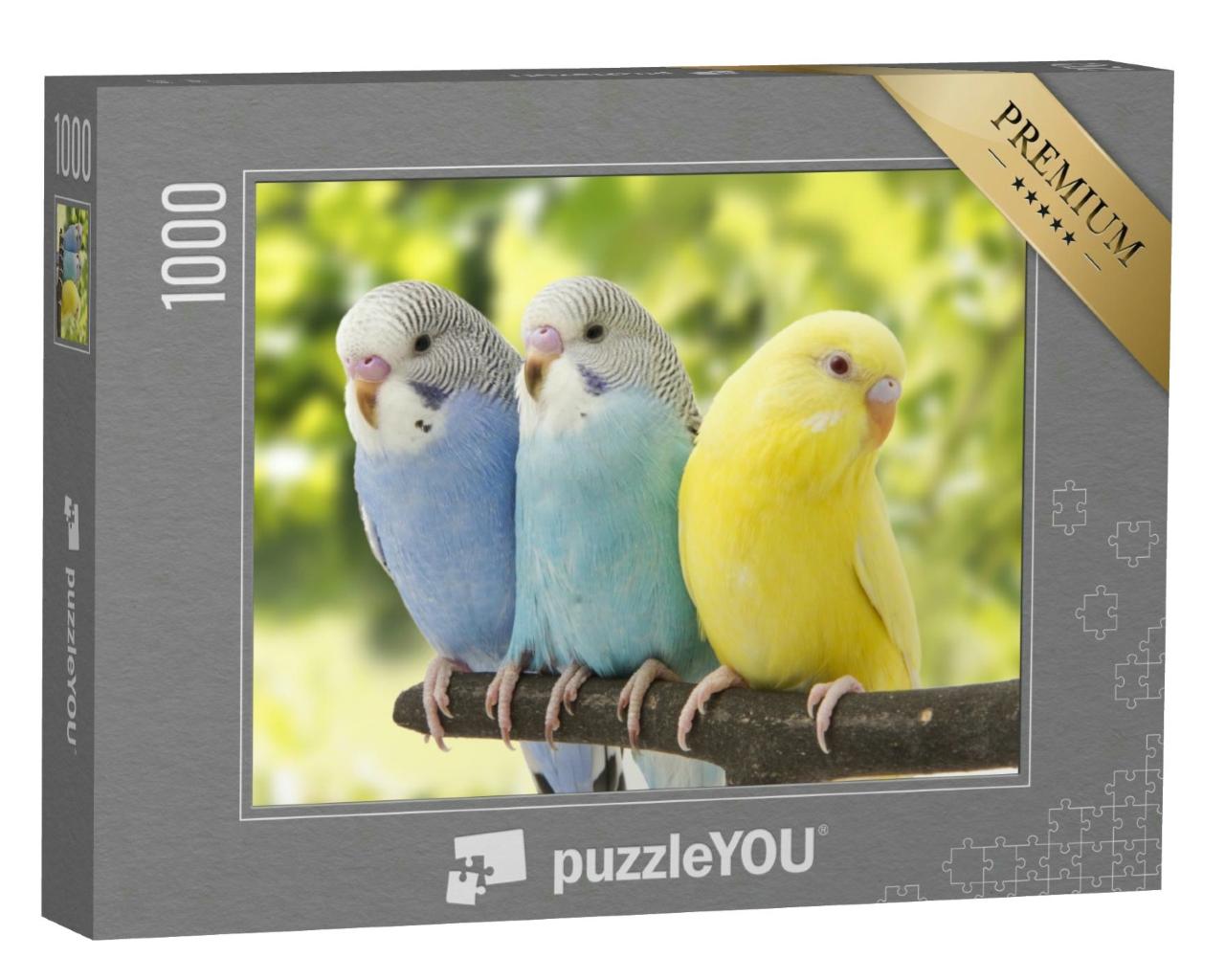 Puzzle 1000 Teile „Drei Wellensittiche auf einem Ast, blauweiße Vögel, gelber Vogel“