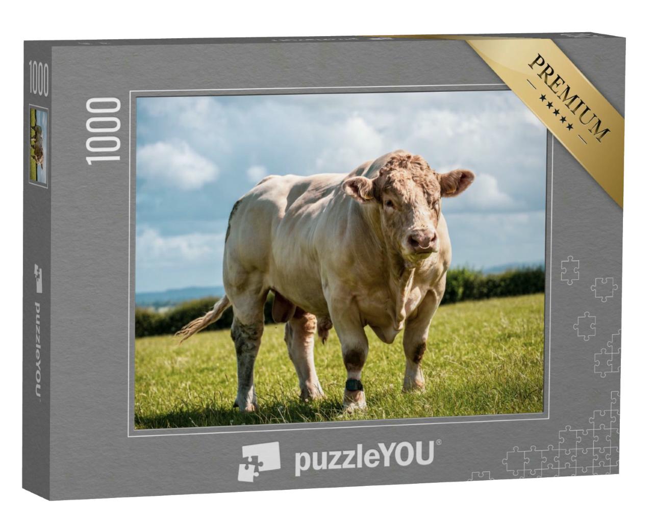 Puzzle 1000 Teile „Kräftiger Charolais-Bulle zeigt seine Muskeln auf dem Feld in Großbritannien.“