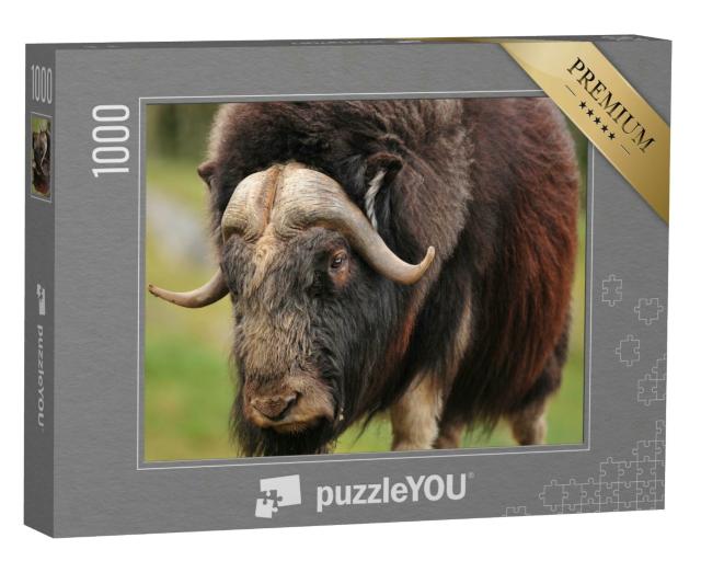 Puzzle 1000 Teile „Porträt eines ausgewachsenen Moschusochsen“
