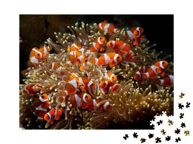 Puzzle 1000 Teile „Niedliche Anemonenfische spielen auf dem Korallenriff“