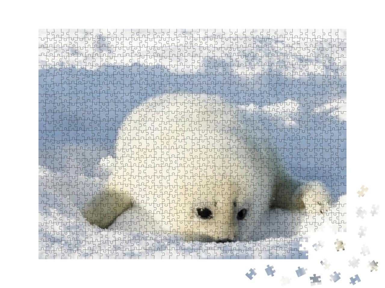Puzzle 1000 Teile „Neugeborene, flauschig-weiße Robbe“