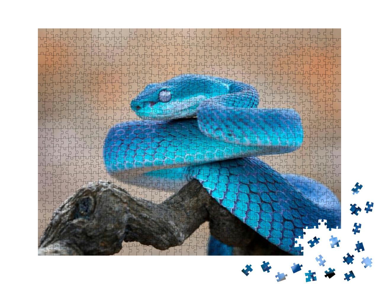 Puzzle 1000 Teile „Blaue Viper: Schlange, Nahaufnahme Gesicht“