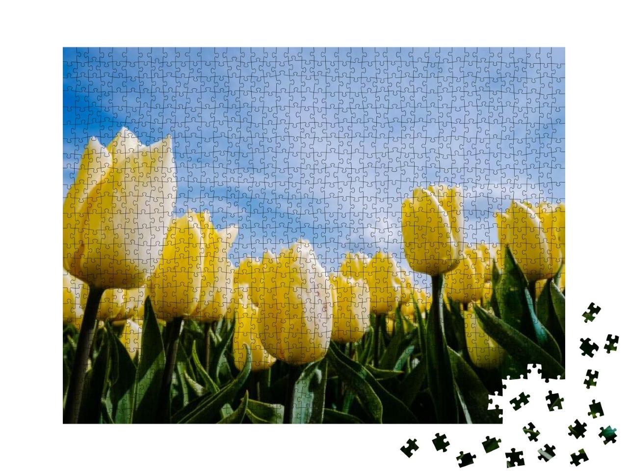 Puzzle 1000 Teile „Gelbes Tulpenfeld in den Niederlanden, in Flevoland, Noordoostpolder“