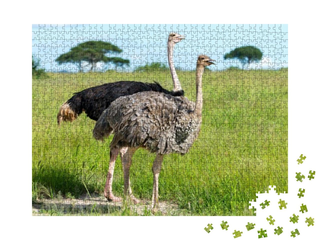 Puzzle 1000 Teile „Paar Strauße in Tansania, Afrika“