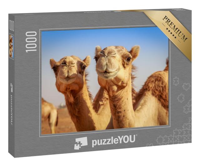 Puzzle 1000 Teile „Freilebende Kamele in Arabien“