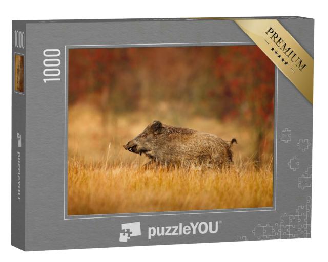 Puzzle 1000 Teile „Herbst im Wald: großes Wildschwein, Sus scrofa, läuft auf einer Wiese“