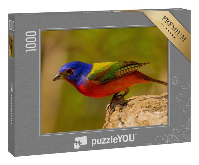 Puzzle 1000 Teile „Die Rohrammer, Amerikas vielleicht schönster Singvogel“