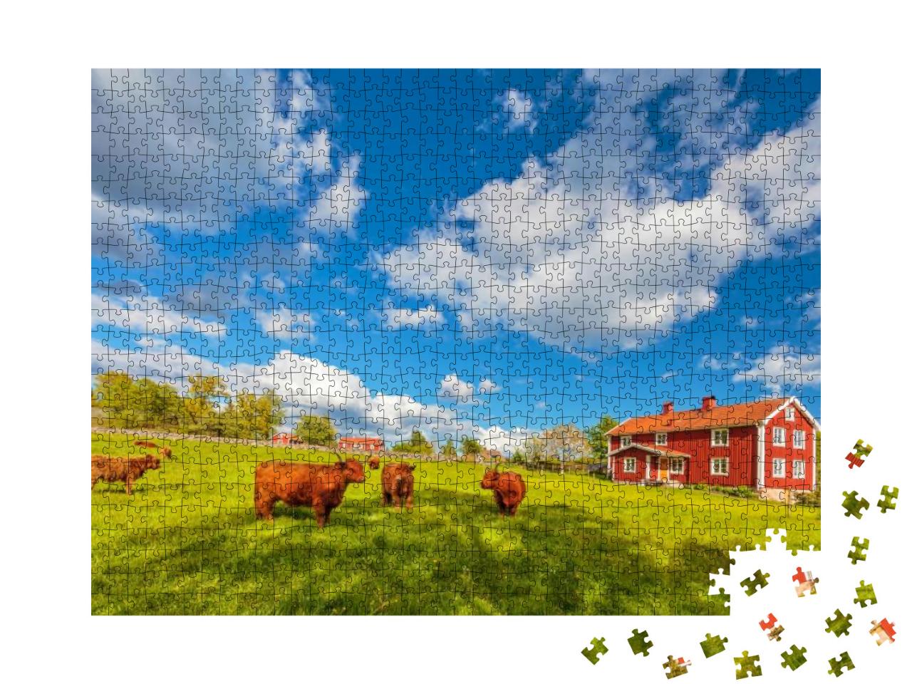 Puzzle 1000 Teile „Rinder mit Hochlandkühen vor alten Holzbauernhäusern, Smaland, Schweden“