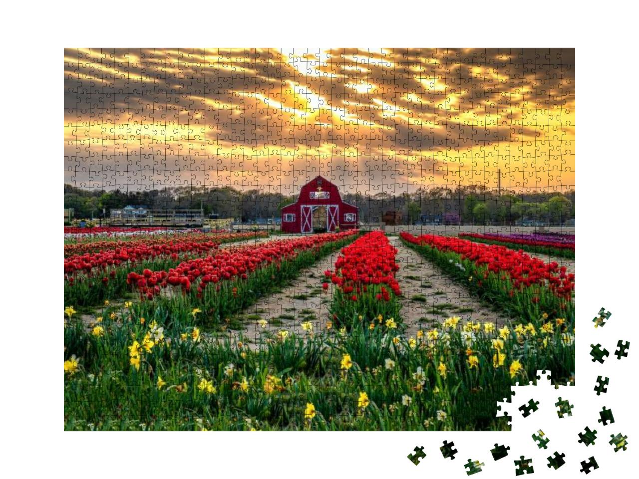 Puzzle 1000 Teile „Tulpenfarm bei Sonnenuntergang, rote blühende Tulpen im Vordergrund“
