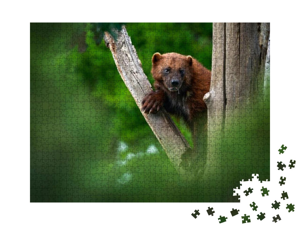 Puzzle 1000 Teile „Vielfraß auf einem Baumstamm im Wald, Detailporträt eines wilden Vielfraßes“