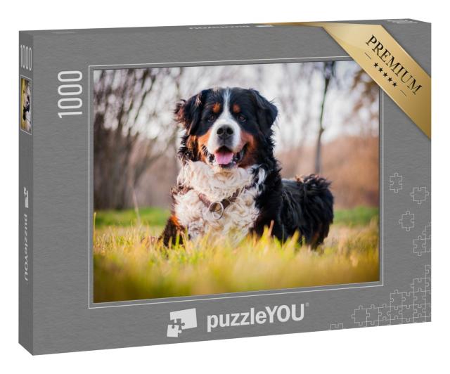 Puzzle 1000 Teile „Berner Sennenhund“