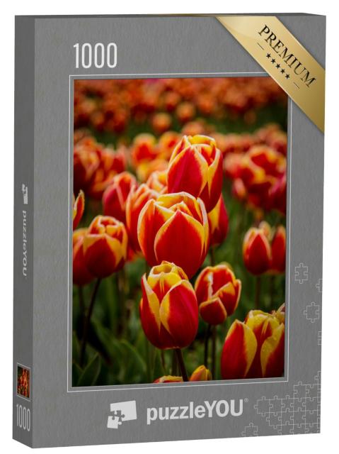 Puzzle 1000 Teile „Zweifarbige Tulpen auf der Tulpenfarm, Tulpenfeld“