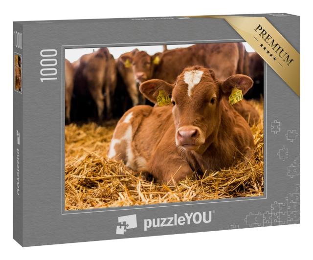 Puzzle 1000 Teile „Ein kleines Rinderkalb ruht sich im Stroh aus“