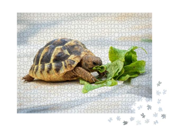 Puzzle 1000 Teile „Haustierschildkröte bei ihrer Salat-Mahlzeit“