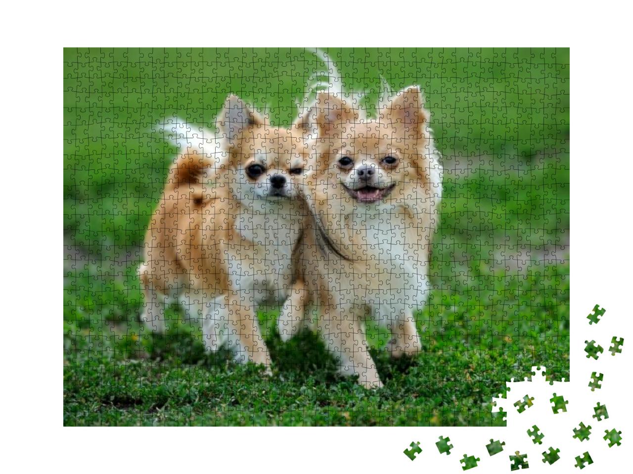 Puzzle 1000 Teile „Zwei langhaarige Chihuahua-Hunde im grünen Sommergras“