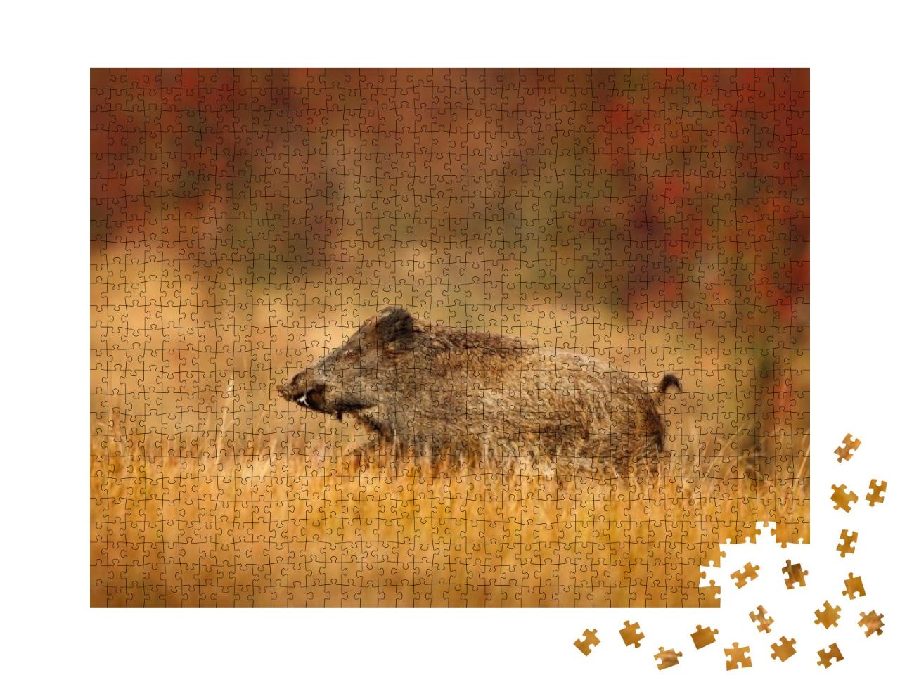 Puzzle 1000 Teile „Herbst im Wald: großes Wildschwein, Sus scrofa, läuft auf einer Wiese“